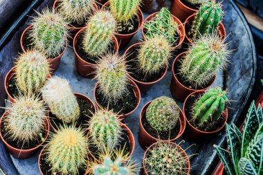 Çeşitli kaktüslerin koleksiyonu, Top view. Ev işleri, hobi konsepti.