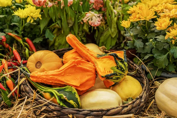 Verschiedene Natürliche Reife Bio Kürbisse Einem Korb Zwischen Blumen Erntedankfest — Stockfoto