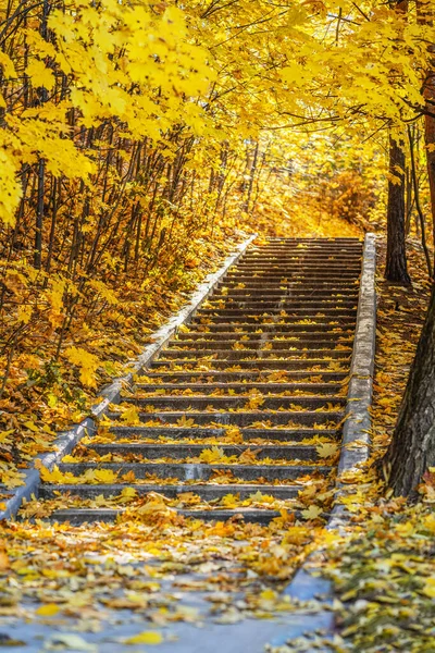 Herfstweg Betonnen Treden Bedekt Met Heldere Gevallen Bladeren Schilderachtige Oude — Stockfoto