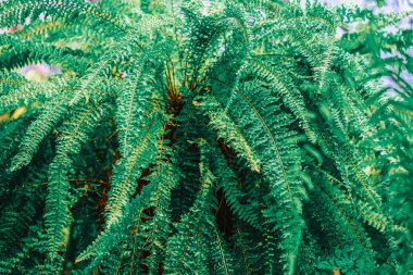 Eğreltiotu bitkilerinin egzotik, parlak arka planı yakın plan, tropikal yeşillik, nane yeşili