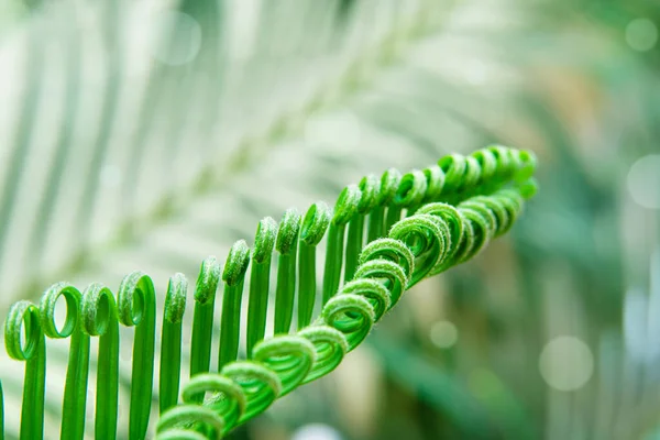Część młodych liści palmowych na naturalnym tle — Zdjęcie stockowe