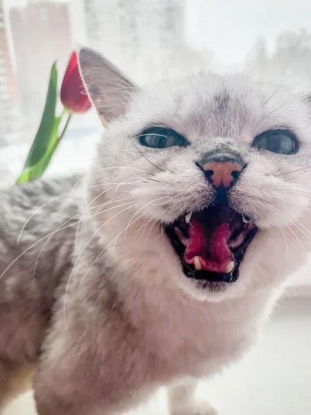 Hellgraue Katze schaut auf, miaut mit weit geöffnetem Maul — Stockfoto