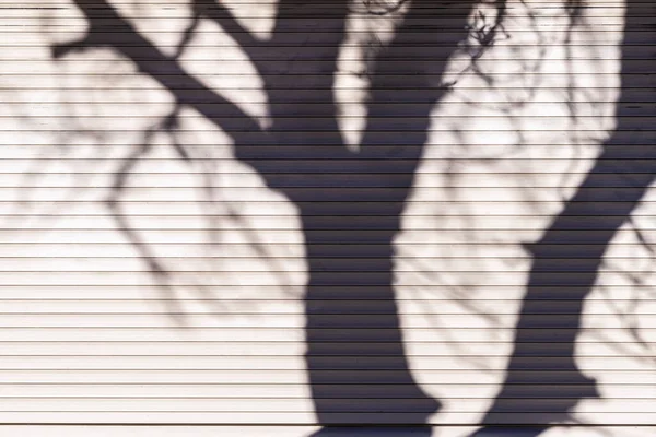 Baumschatten an der Lichtwand. Leichter abstrakter Hintergrund — Stockfoto