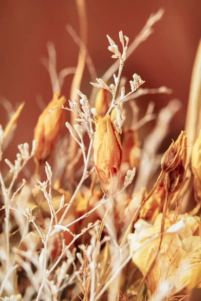 Dried wild flowers and dried grass close up, blurred background — Stock Photo, Image