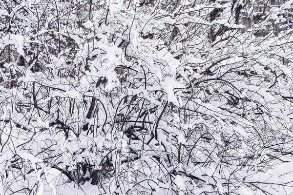 Γραφικό φόντο από χιονισμένα κλαδιά δέντρων, κρύα παγωμένη μέρα. Χειμερινό φόντο — Φωτογραφία Αρχείου