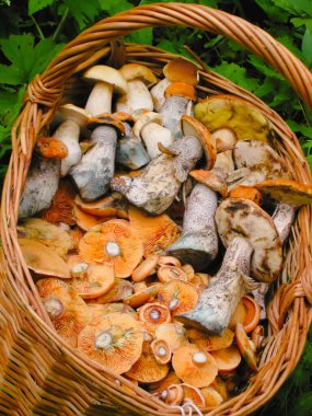 Hasat edilen orman mantarlarıyla dolu sepet. Yakın plan, doğal arka plan.