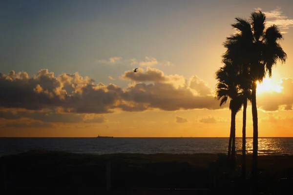 Vista Atardecer Desde Una Playa Mar Caribe Con Una Palma — Foto de Stock