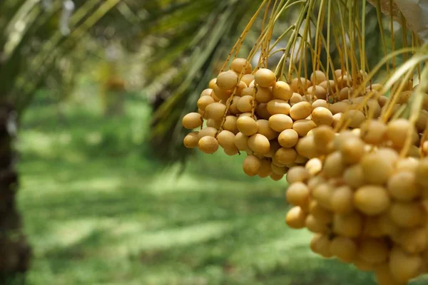 Bunch of yellow dates on date palm.