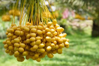 Bunch of yellow dates on date palm.