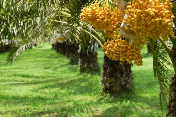 Bunch of yellow dates on date palm.