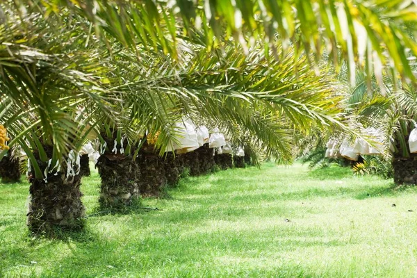 Bunch of yellow dates on date palm.