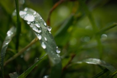 beautiful large clear raindrops on green leaves,morning dew drops glow in the sun beautiful leaf texture in nature nature background.