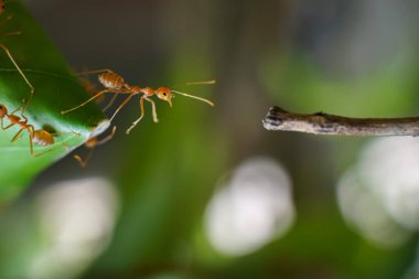 Red ants looking for food on green branches, working ants walking on branches protecting their nests in the forest.