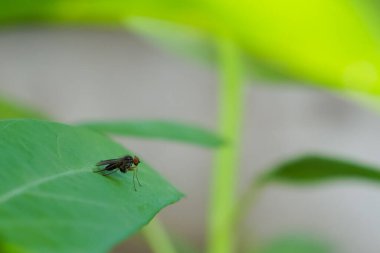 different types of insects  that is active after the rain,Macro shot insects.