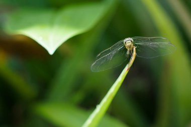 Beautiful natural scene macro shots of dragonflies. Show details of dragonfly eyes and wings in nature.