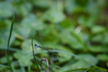 Beautiful natural scene macro shots of dragonflies. Show details of dragonfly eyes and wings in nature.