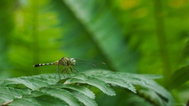 Beautiful natural scene macro shots of dragonflies. Show details of dragonfly eyes and wings in nature.