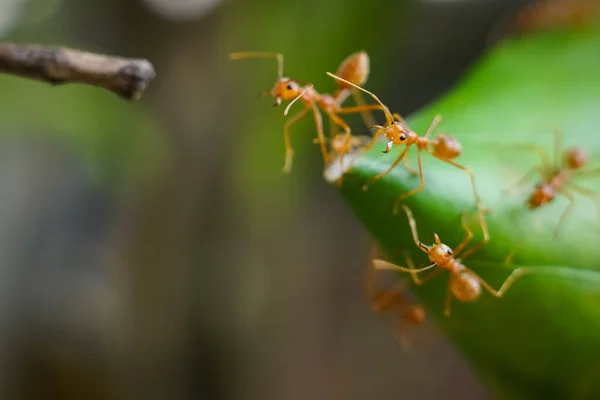 Red ants looking for food on green branches, working ants walking on branches protecting their nests in the forest.