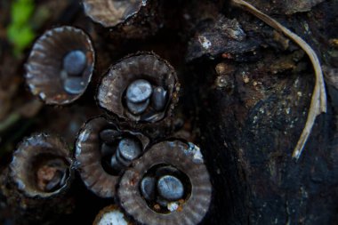 beautiful closeup of forest mushrooms in grass, autumn season. little fresh mushrooms, growing in Autumn Forest. mushrooms and leafs in forest. Mushroom picking concept.