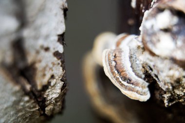 beautiful closeup of forest mushrooms in grass, autumn season. little fresh mushrooms, growing in Autumn Forest. mushrooms and leafs in forest. Mushroom picking concept.