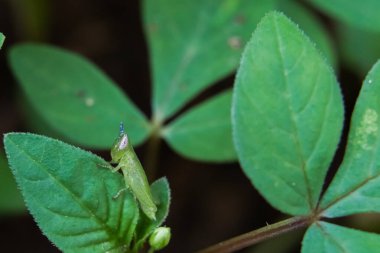 Grasshopper rests on green leaf with blurred background and copy space.