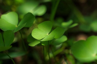 leaf clover on green shamrock background.