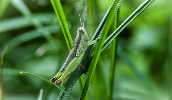 Grasshopper Rests Green Leaf Blurred Background Copy Space Stock Fotografie