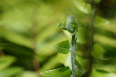 Planting seeds and growing in the vegetable garden.