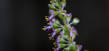  Pollen of wild flowers that grow by the side of the road.