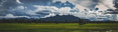 Green Rice Field with Mountains Background under Blue Sky, Panorama view rice field.