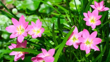 Pink dahlia flower. Floral background.High quality photo
