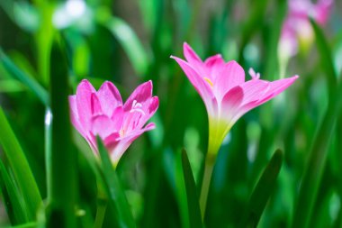 Pink dahlia flower. Floral background.High quality photo