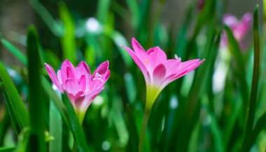 Pink dahlia flower. Floral background.High quality photo