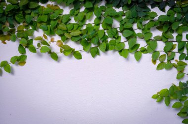 Creeping figs are small leafy plants that cover the walls of the house and decorate the walls of the house.