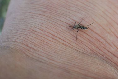 Dangerous malaria infected with mosquito bites Leishmaniasis, encephalitis, yellow fever, dengue, malaria, Mayaro or Zika virus infected with Culex mosquitoes, parasites, insects.