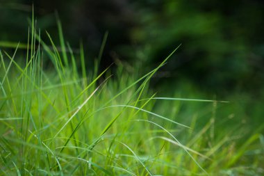 Fresh green grass after the rain in the morning.