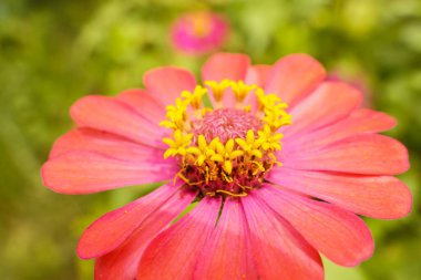 Güzel pembe kasımpatılar çiçek açıyor ve polenleri kelebekleri ve böcekleri çekiyor..