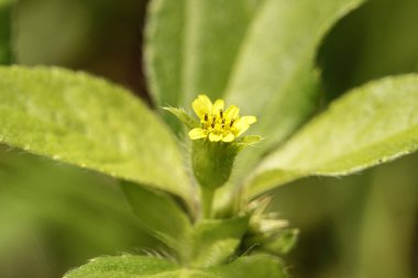 Çiçekler yakın çekim veya makro çekim ile güzel ve alışılmadık bir perspektif sağlar.