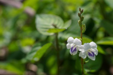 Çiçekler yakın çekim veya makro çekim ile güzel ve alışılmadık bir perspektif sağlar.