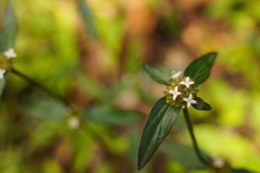 Çiçekler yakın çekim veya makro çekim ile güzel ve alışılmadık bir perspektif sağlar.