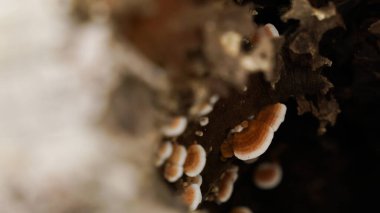 Bitmeyen yağmurdan sonra ağaç kütüklerinde yetişen yabani mantarlar..