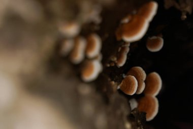 Bitmeyen yağmurdan sonra ağaç kütüklerinde yetişen yabani mantarlar..