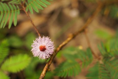 Dokunma-bana-değil (Mimosa pudica) bitkisinin bileşik yaprağına dokunduğunda, broşürler katlanmaya başlar. Üst alt kompozisyon.