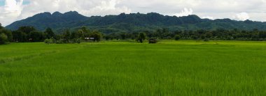 Yağmur mevsiminde yağmurdan sonra bulutlu gökyüzünün altında yeşil pirinç tarlası, panoramik pirinç tarlası.