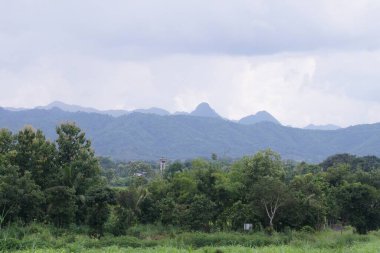 Yağmur mevsiminde yağmurdan sonra bulutlu gökyüzünün altında yeşil pirinç tarlası, panoramik pirinç tarlası.