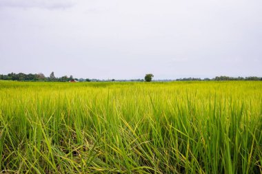 Yağmur mevsiminde yağmurdan sonra bulutlu gökyüzünün altında yeşil pirinç tarlası, panoramik pirinç tarlası.