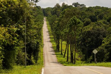 Yolun iki tarafındaki asfalt yol büyük ağaçlarla doluydu..
