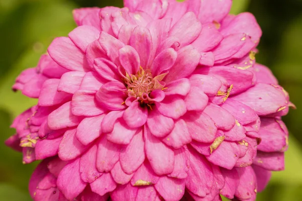 Vackra Rosa Krysantemum Blommar Och Deras Pollen Lockar Fjärilar Och — Stockfoto