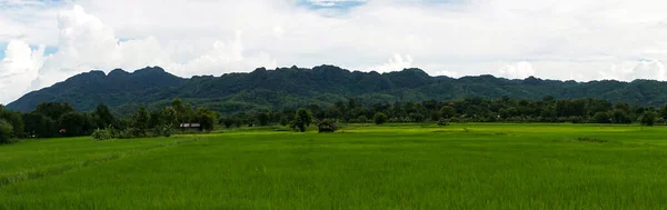 Campo Arroz Verde Com Fundo Montanha Sob Céu Nublado Após — Fotografia de Stock