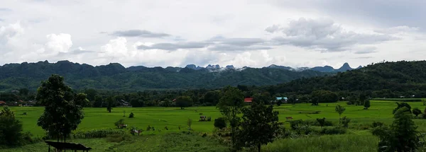 Campo Arroz Verde Con Fondo Montaña Bajo Cielo Nublado Después — Foto de Stock